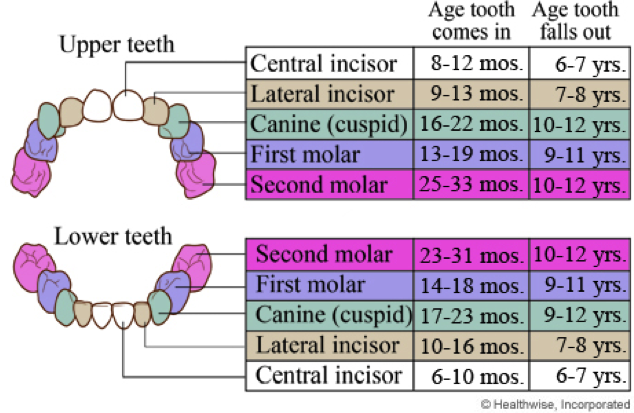 Upper Teeth and Lower Teeth Chart by Healthwise