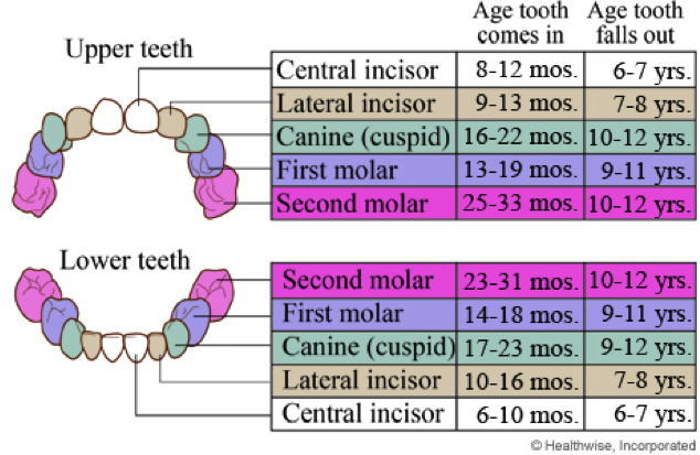 Tooth chart Upper Teeth and Lower Teeth Chart by Healthwise