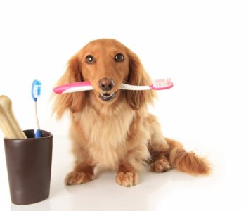 Dog and tooth brush