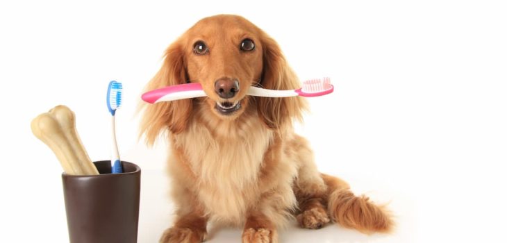 Dog and tooth brush