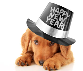 Happy New Year puppy